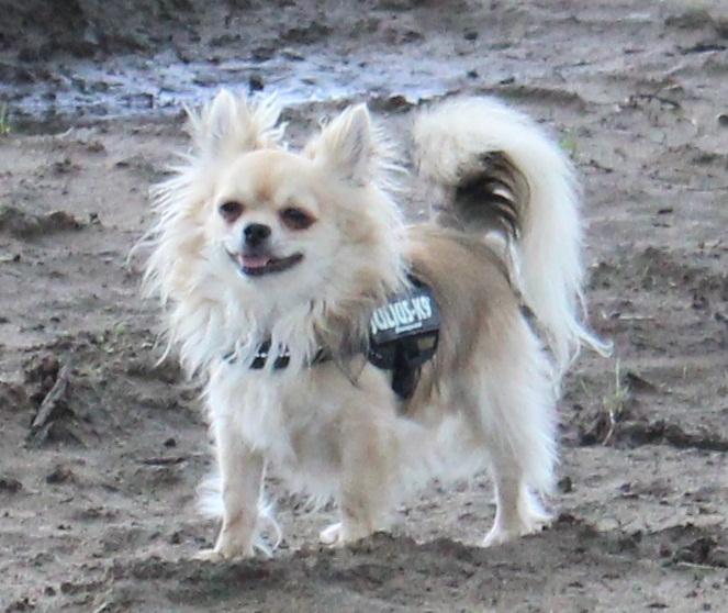 Chihuahua Arnold billede 2