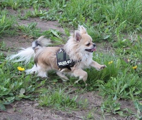 Chihuahua Arnold billede 3