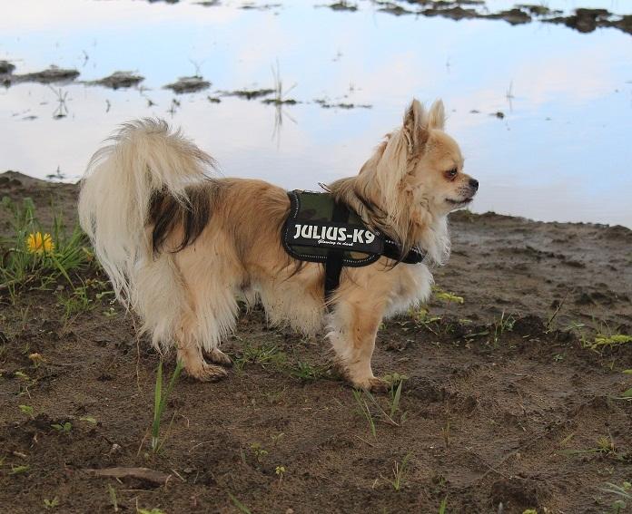 Chihuahua Arnold billede 4