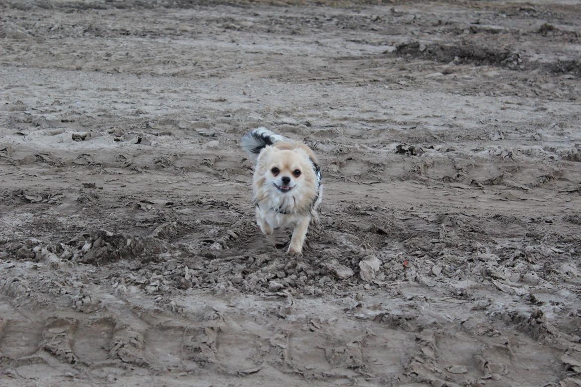 Chihuahua Arnold billede 6