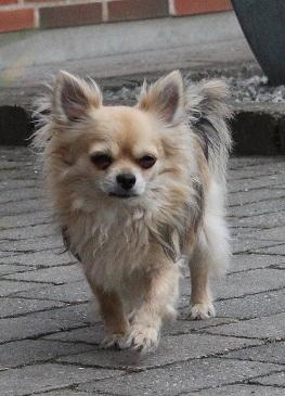 Chihuahua Arnold billede 9