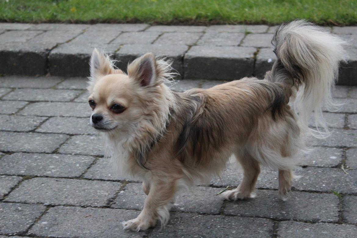 Chihuahua Arnold billede 10