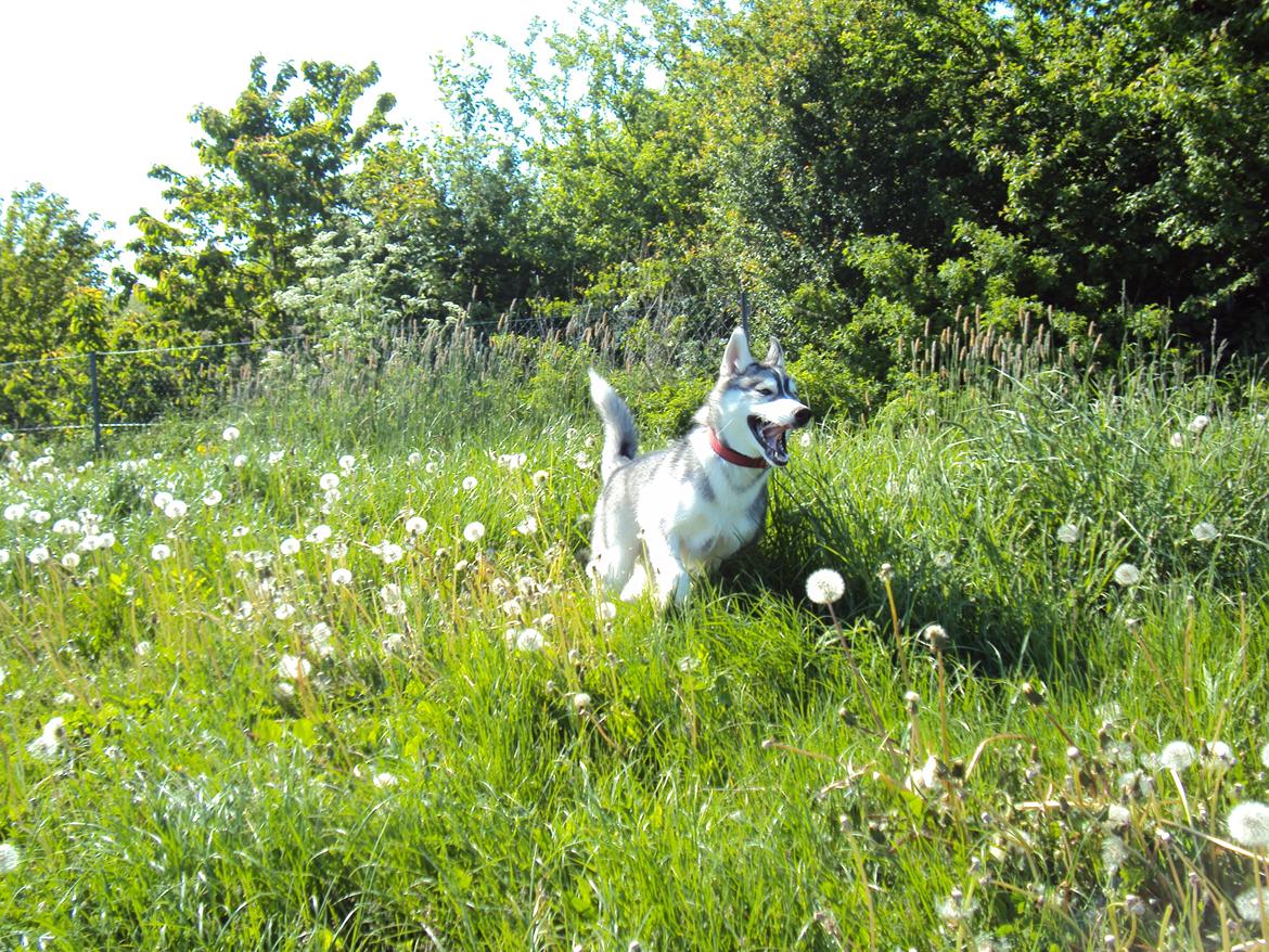 Siberian husky Aslan billede 7