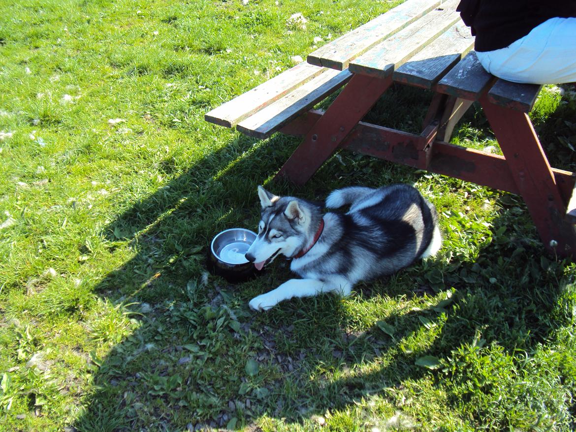 Siberian husky Aslan billede 8