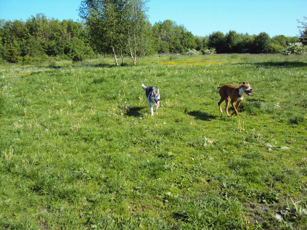Siberian husky Aslan billede 9