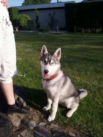 Siberian husky Aslan billede 1