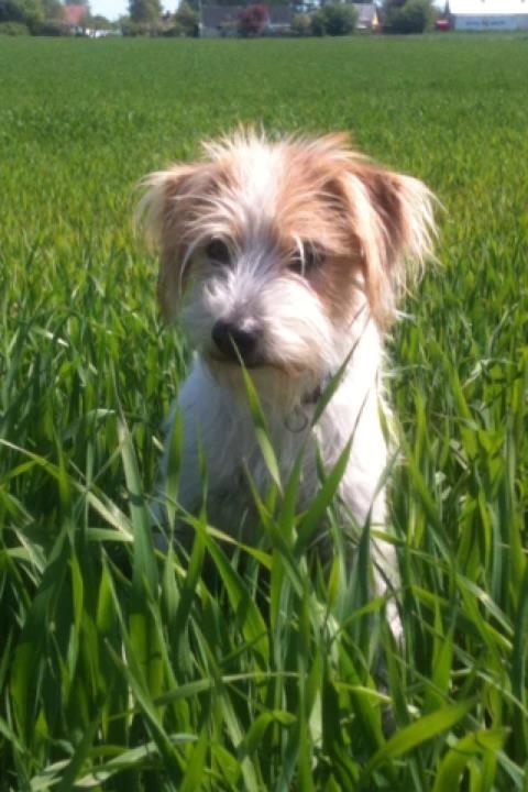 Kromfohrländer Luna billede 1