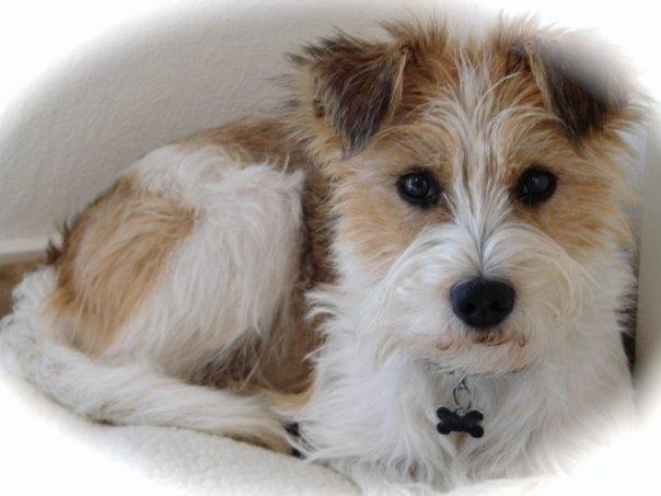 Kromfohrländer Alfrida billede 1