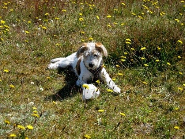 Kromfohrländer Luna billede 3