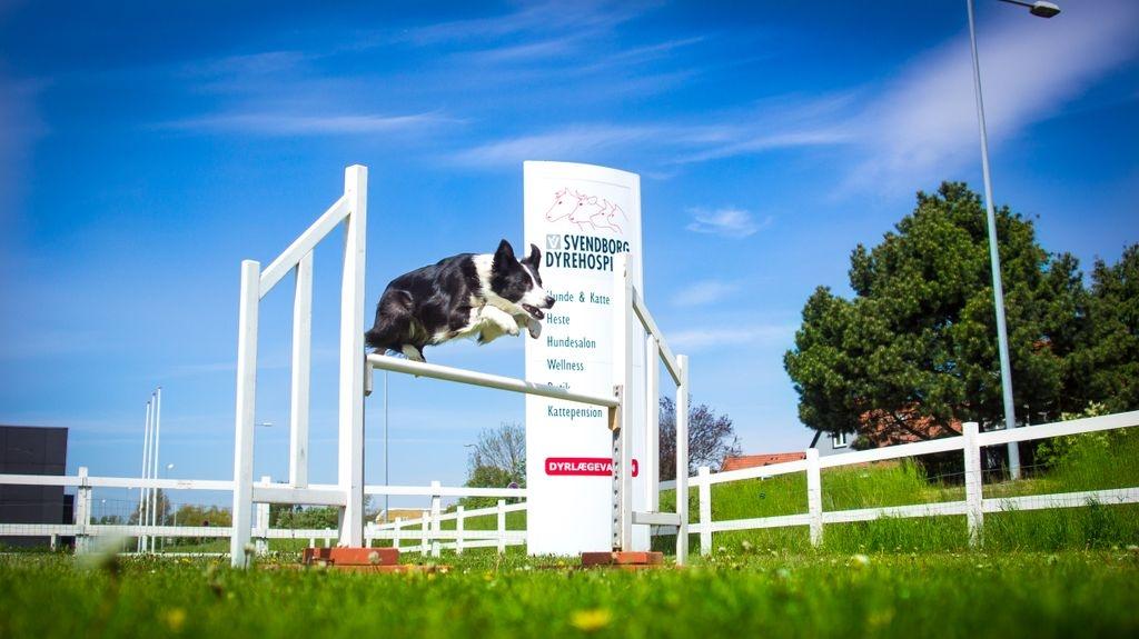 Border collie Aston (Tidl. Hund) billede 2