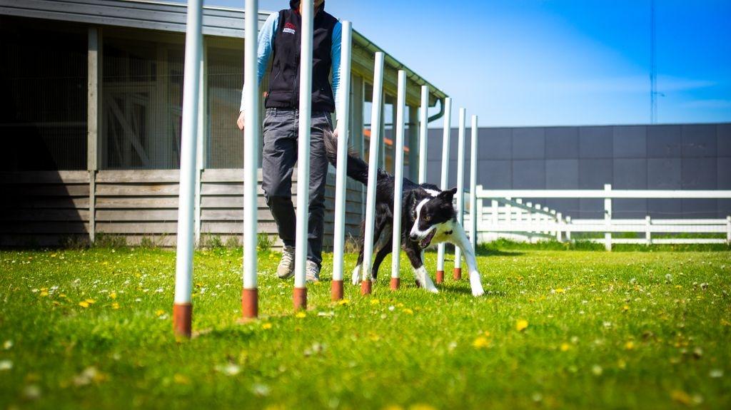 Border collie Aston (Tidl. Hund) billede 3