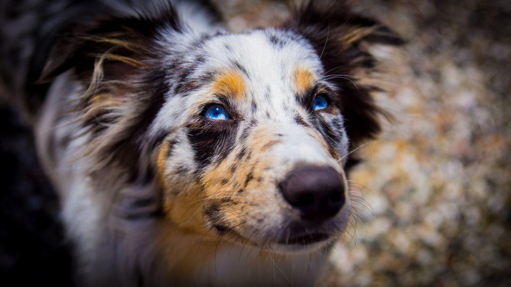 Australian shepherd Godrumgaards Healey billede 2
