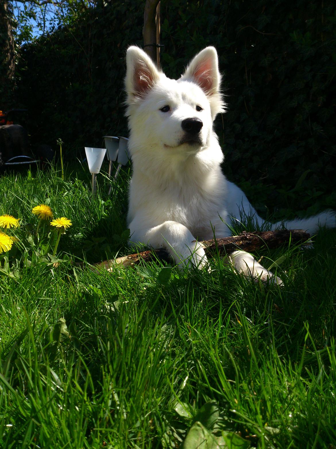 Blanding af racer Molly billede 2