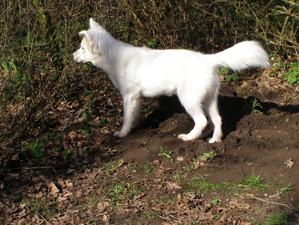 Blanding af racer Molly billede 3