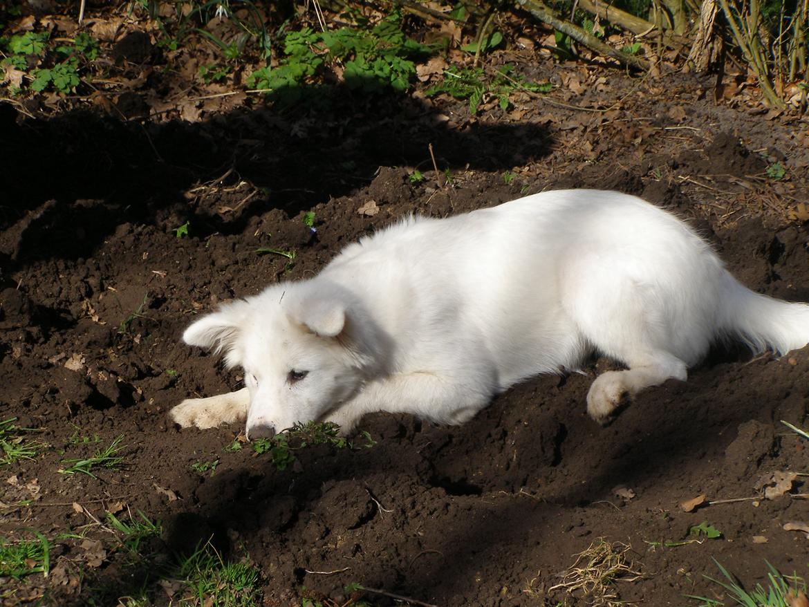 Blanding af racer Molly billede 4