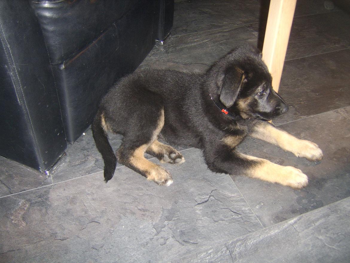 Blanding af racer Ronja billede 1