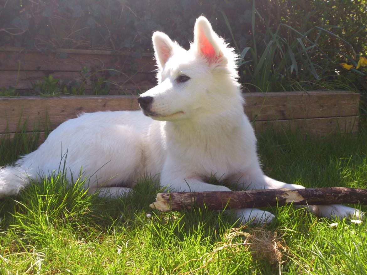 Blanding af racer Molly billede 5