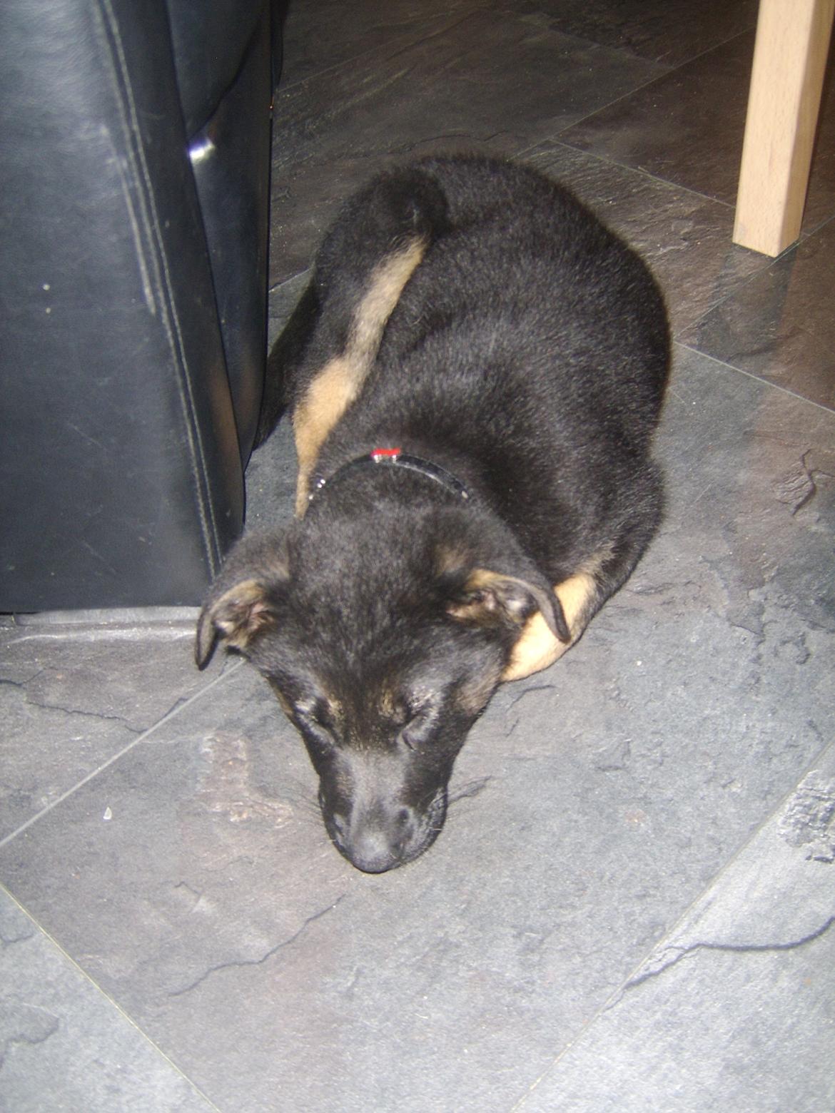 Blanding af racer Ronja billede 2