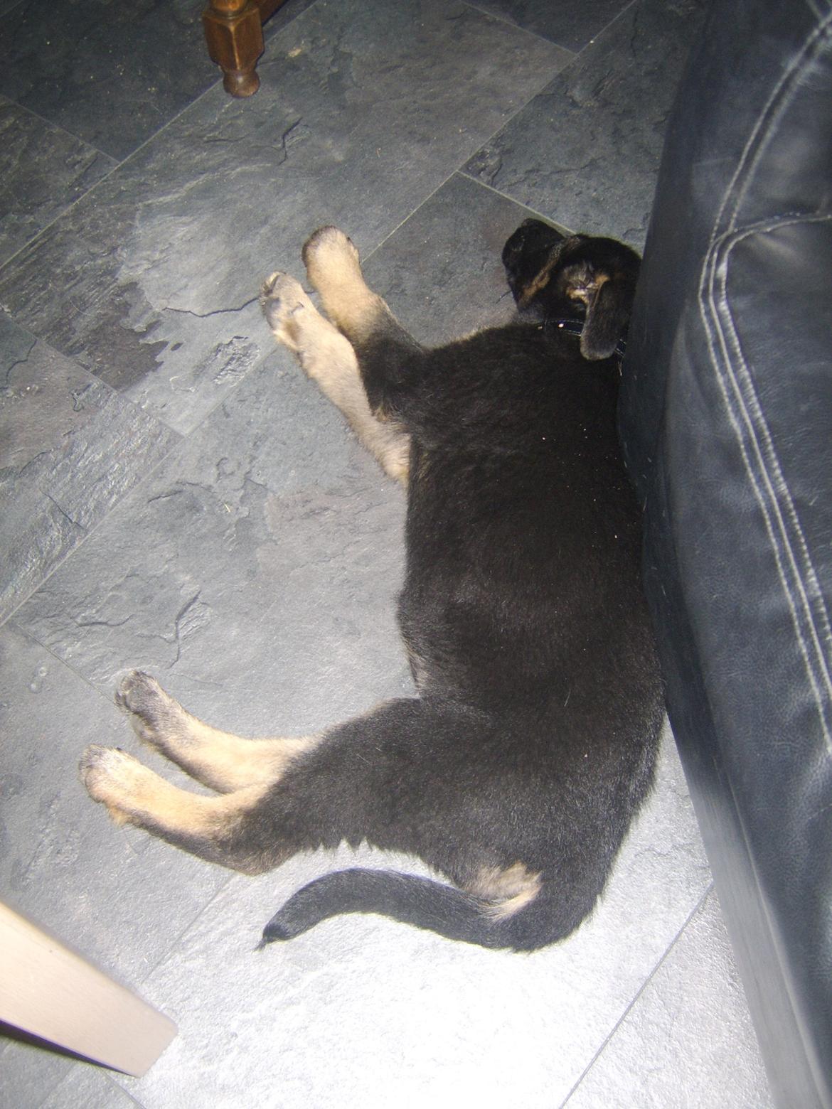 Blanding af racer Ronja billede 3