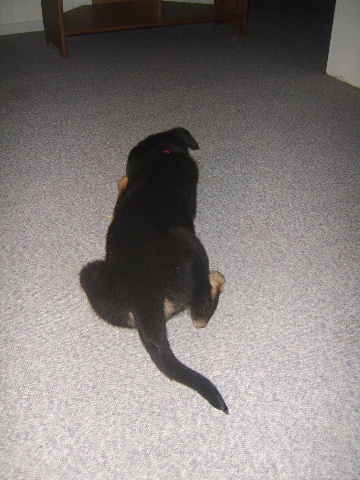 Blanding af racer Ronja billede 4