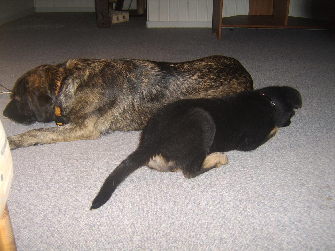 Blanding af racer Ronja billede 5