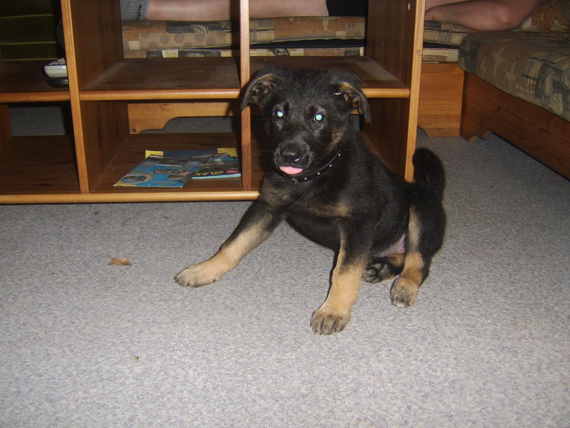 Blanding af racer Ronja billede 6