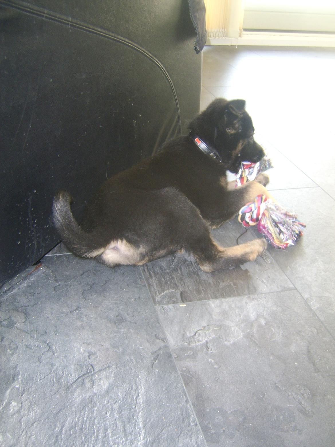 Blanding af racer Ronja billede 7