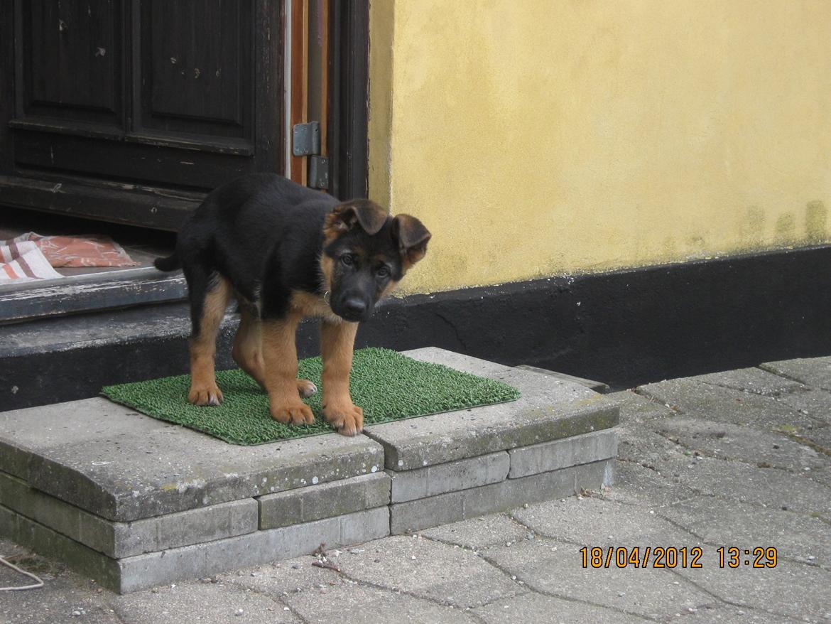 Schæferhund Normanners Aslan billede 2