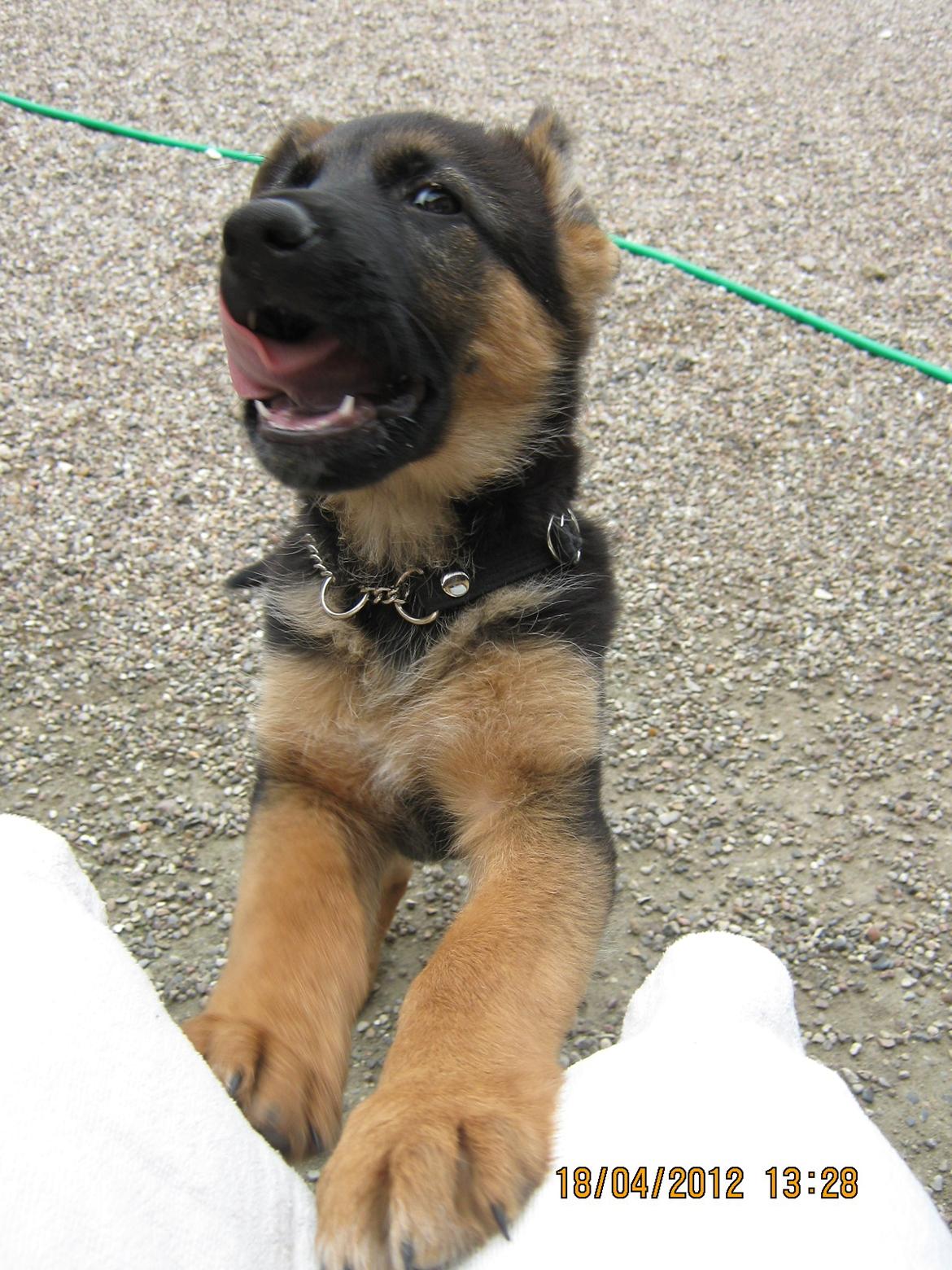 Schæferhund Normanners Aslan billede 3