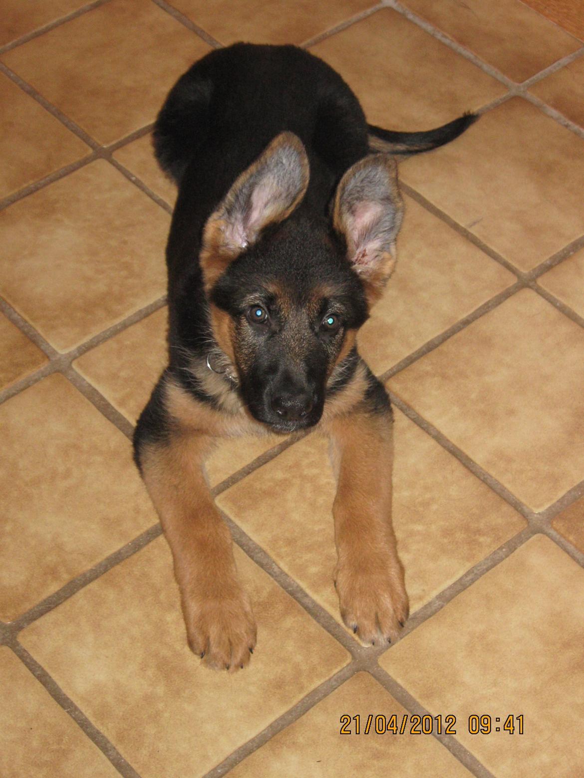 Schæferhund Normanners Aslan billede 4