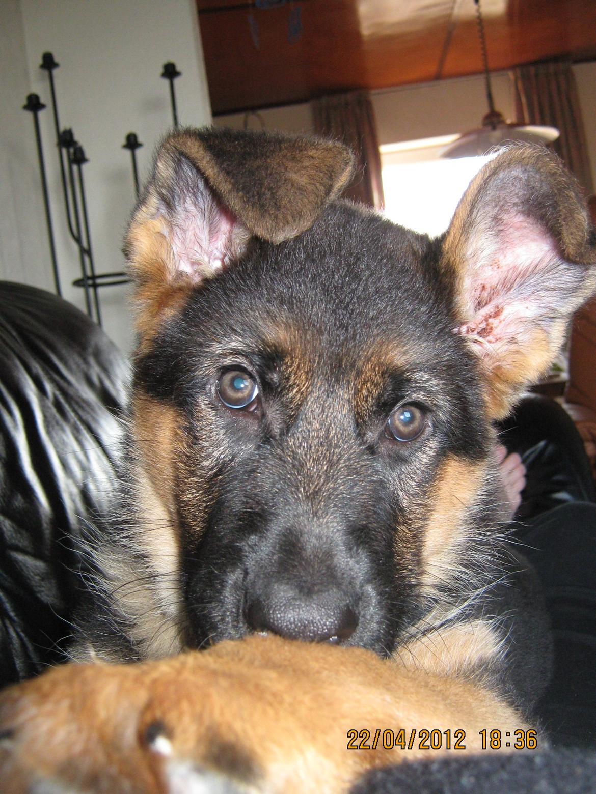 Schæferhund Normanners Aslan billede 5