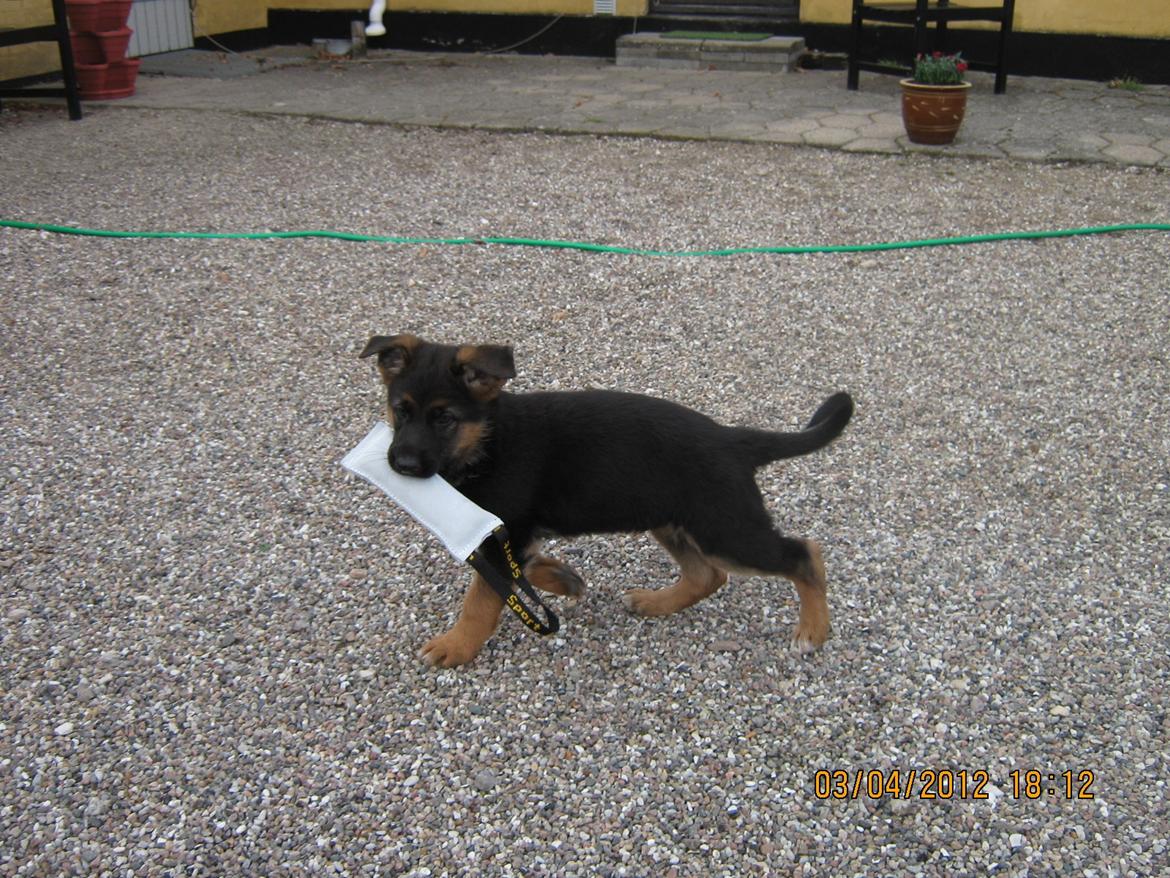 Schæferhund Normanners Aslan billede 6