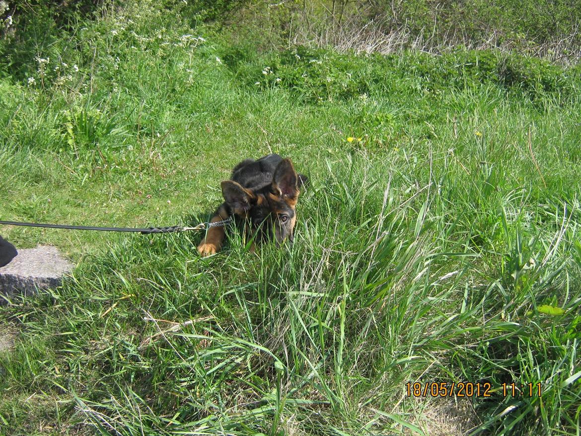 Schæferhund Normanners Aslan billede 7