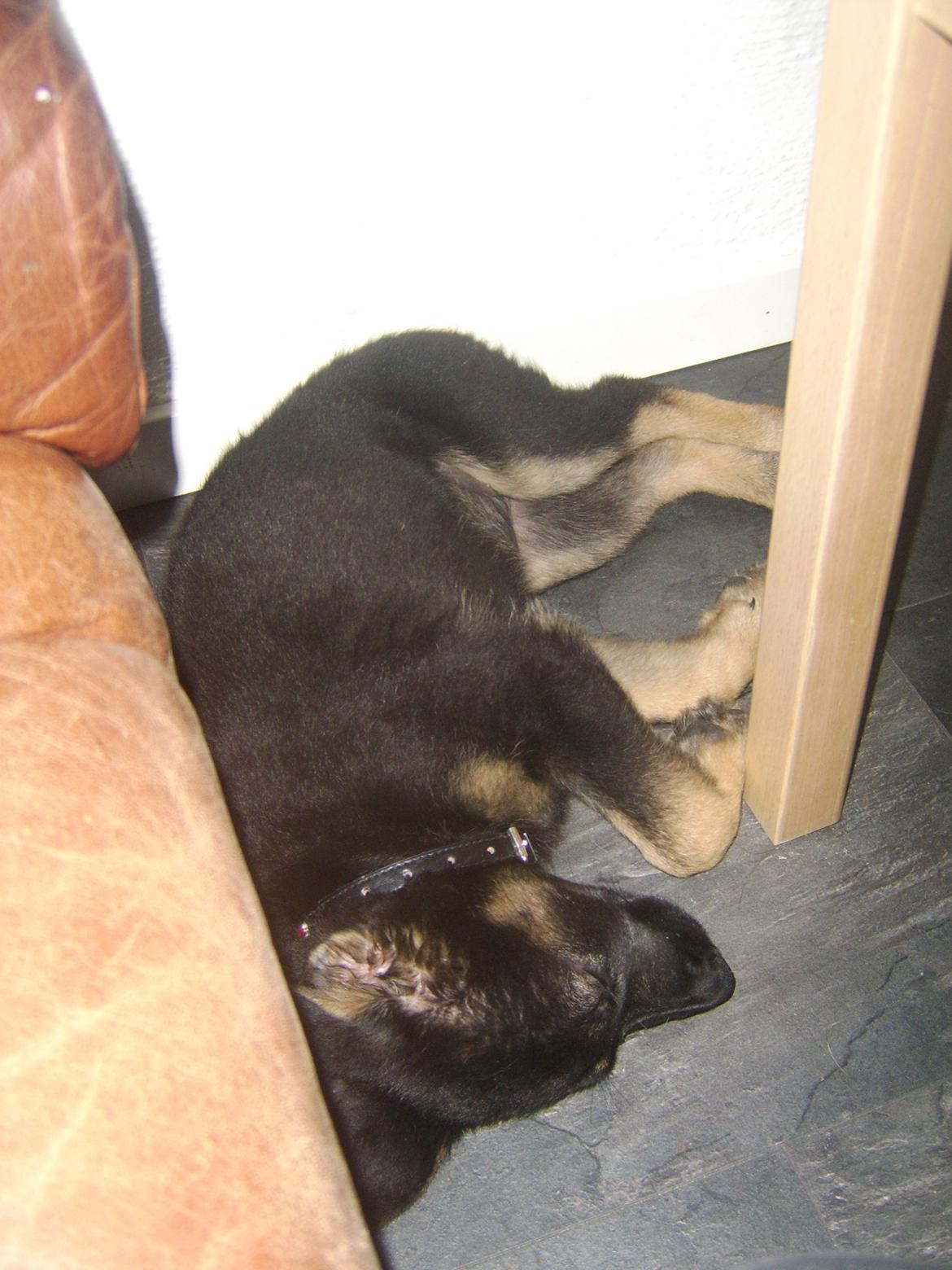 Blanding af racer Ronja billede 8