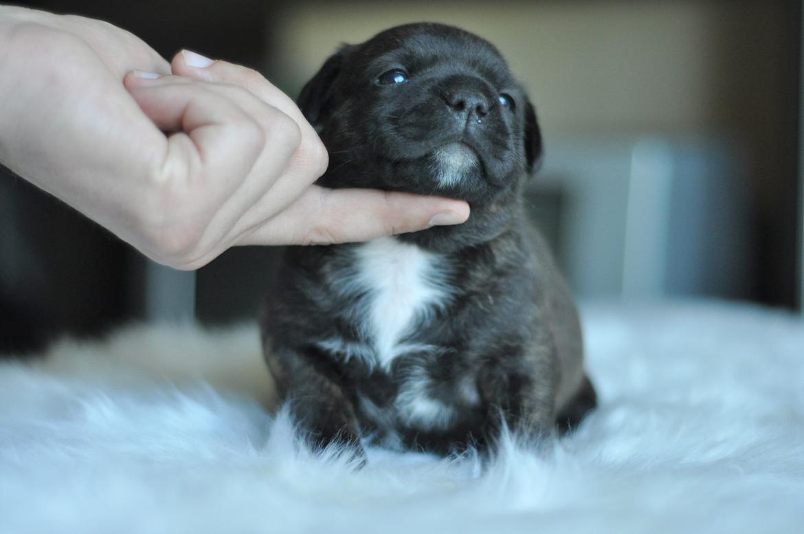 Staffordshire bull terrier Lady Step billede 12