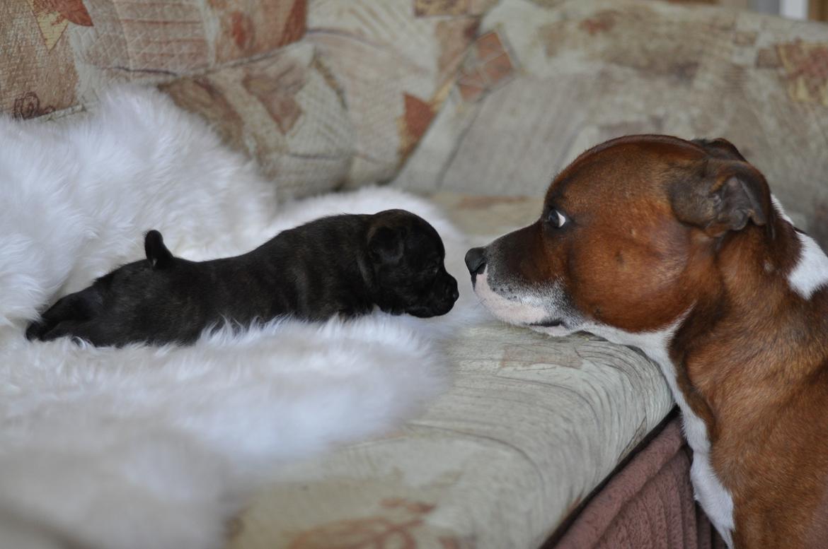 Staffordshire bull terrier Lady Step - Far møder sin datter. billede 13