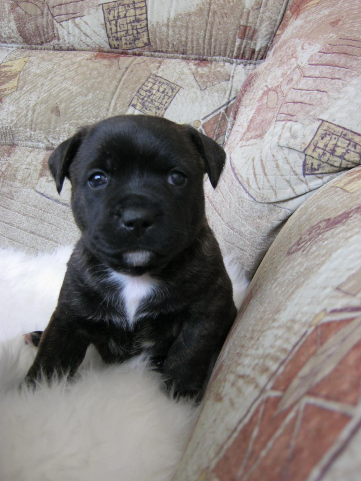 Staffordshire bull terrier Lady Step billede 14