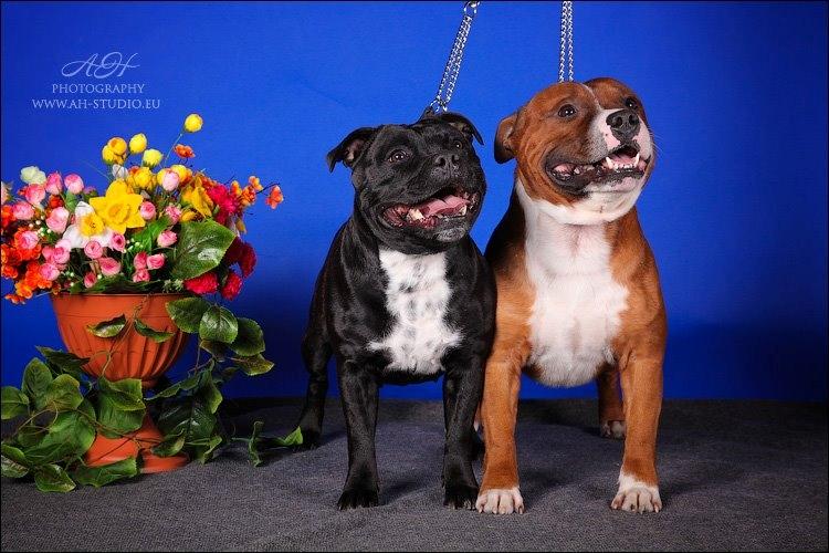 Staffordshire bull terrier Lady Step - Lady Step's mor og far. billede 15
