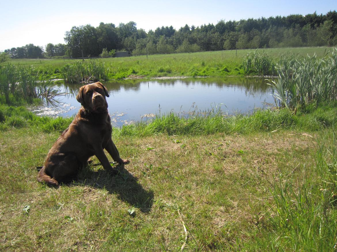 Labrador retriever Aston - Nyder det lækre sommervejr ved søen.(-: billede 18