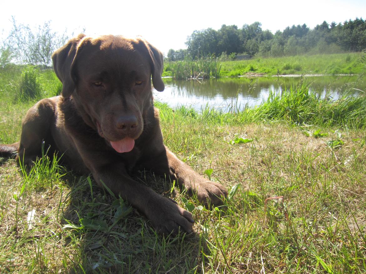 Labrador retriever Aston billede 17