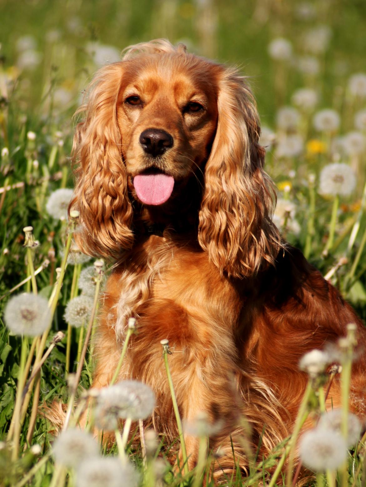Cocker spaniel Cindy - så smuk en dame hun er blevet :) Foto : Mig billede 1