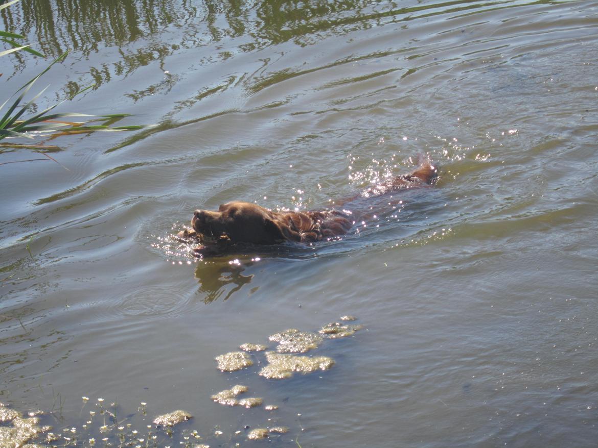 Labrador retriever Aston billede 19