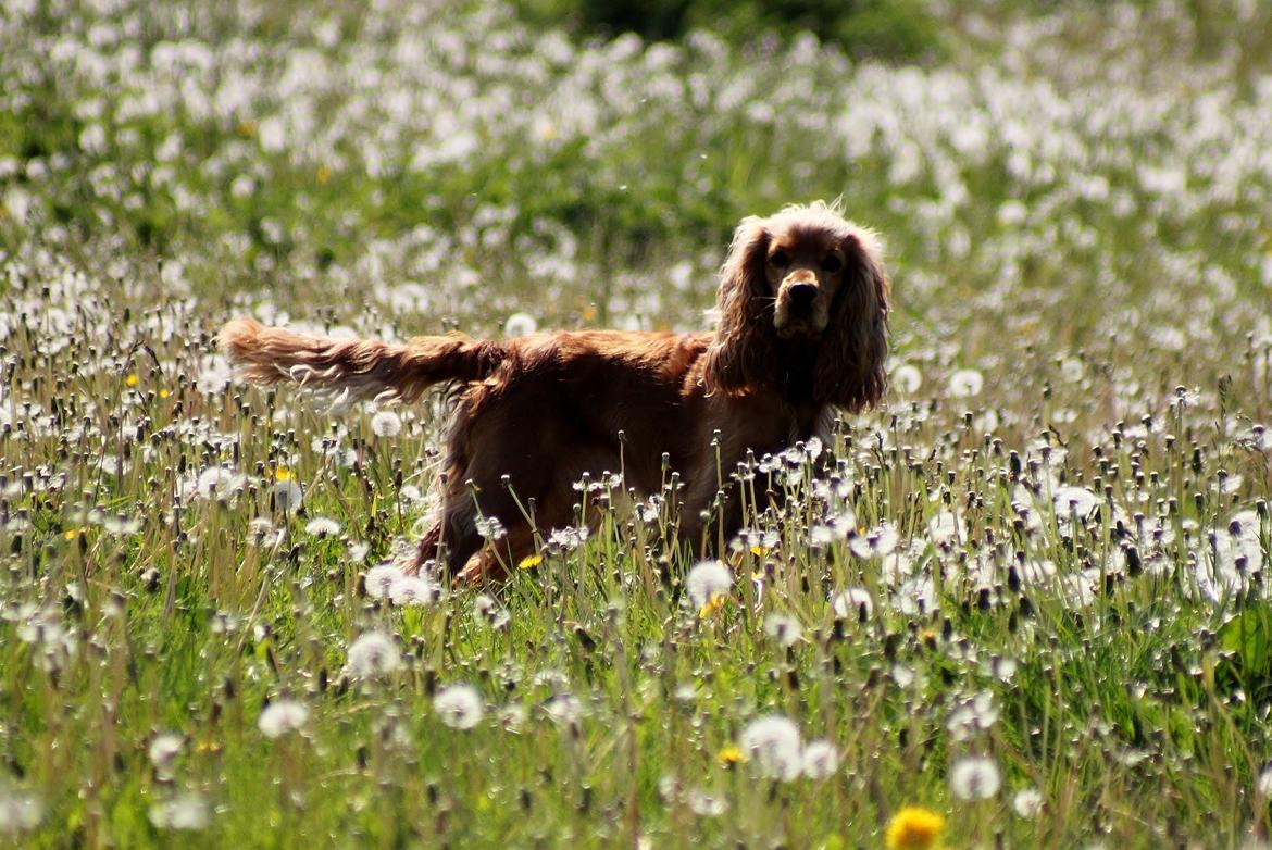 Cocker spaniel Cindy - Foto Mig billede 5