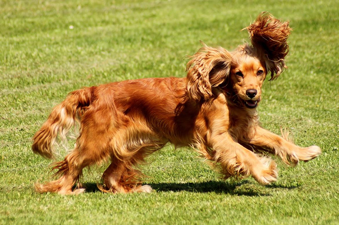 Cocker spaniel Cindy - Foto Mig billede 16