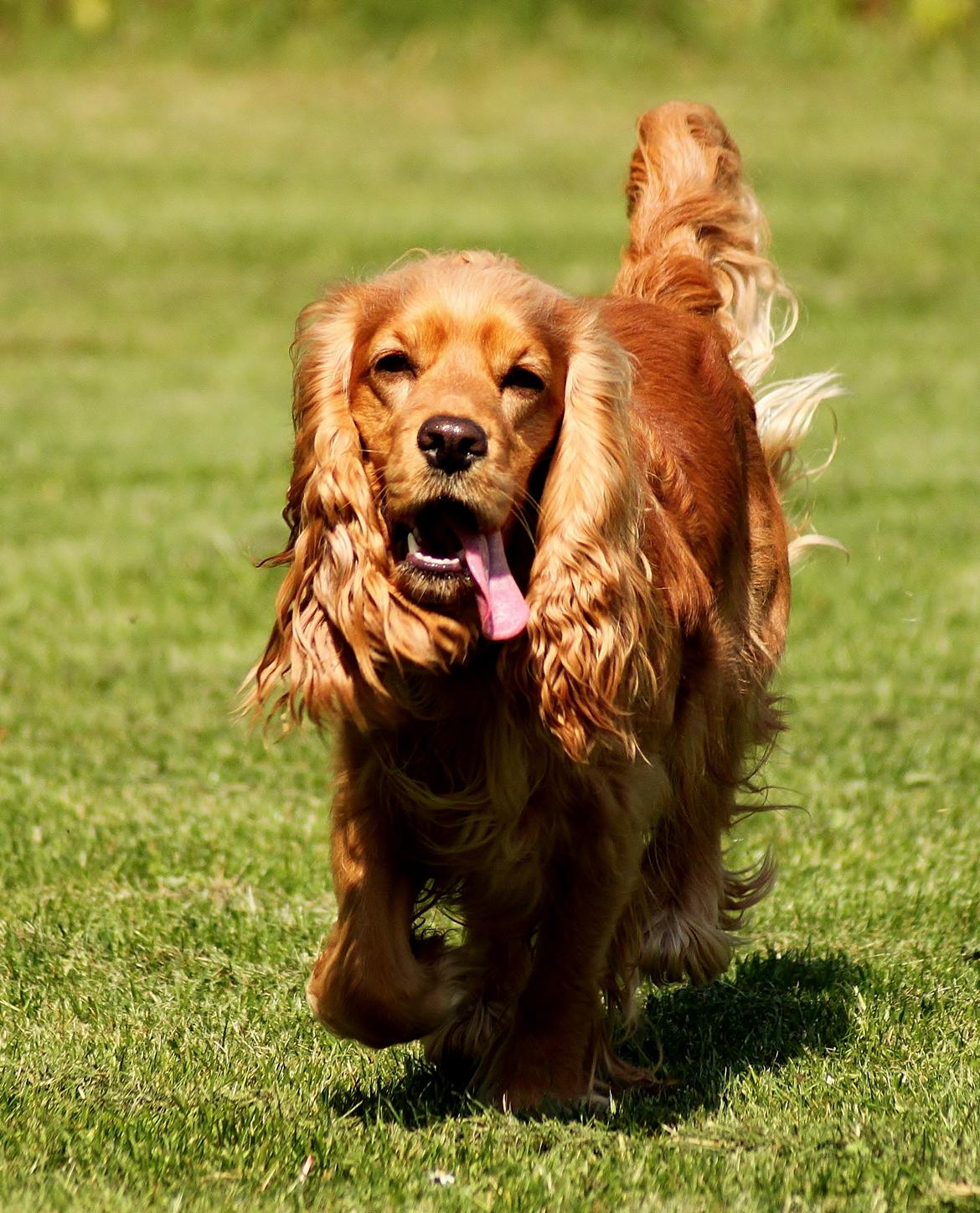 Cocker spaniel Cindy - Foto Mig billede 3
