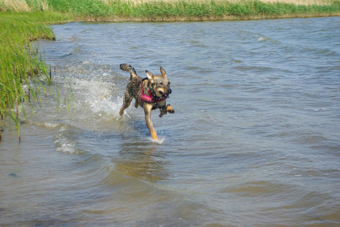 Blanding af racer Messi billede 7