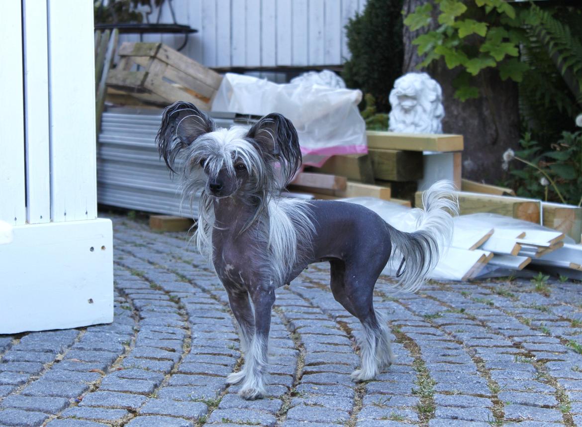 Chinese crested hårløs } Chelsy - 25. Maj, 2012. billede 4