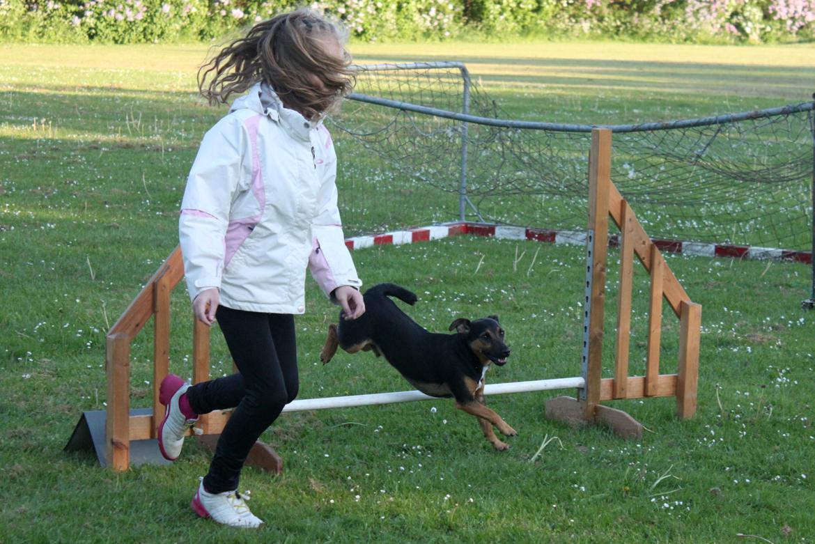 Jack russell terrier blanding Ingolf (Snold) - Til træning :). billede 40