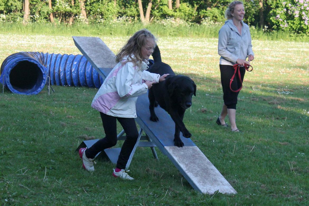 Labrador retriever Walder (Rest in Peace) - Vippen, med lidt støtte fra Signe :).  billede 18