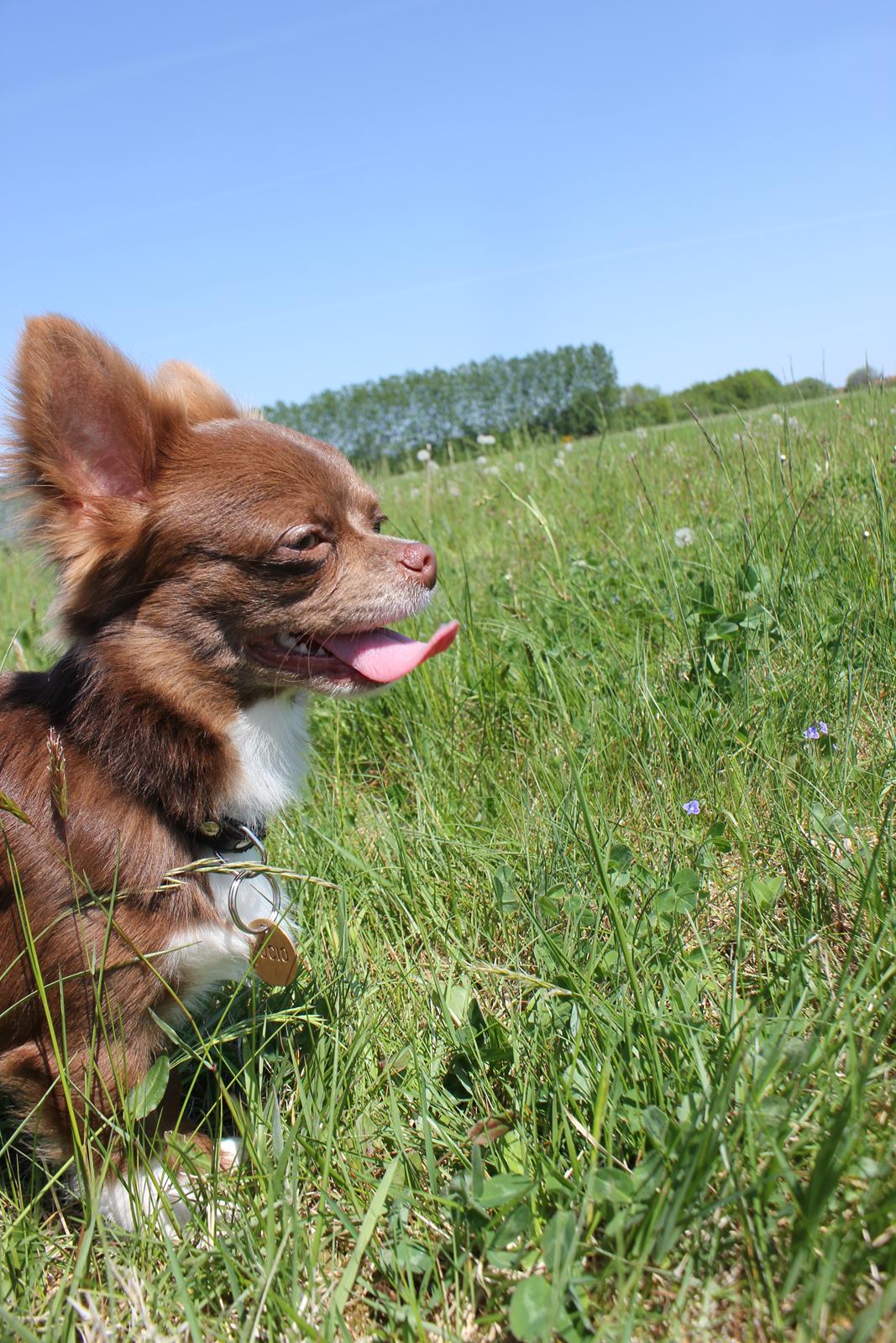 Chihuahua Sukkerpels COCIO. cocio ! billede 12